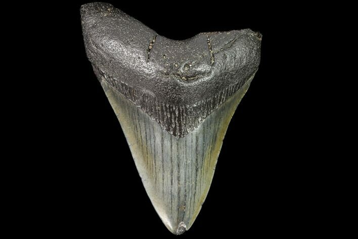 Fossil Megalodon Tooth - Georgia #109323